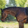 Waldhausen W-trainRein (Velikost PONY, Barva black)