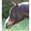 Třásně proti hmyzu Waldhausen, nastavitelné (Velikost PONY, Barva black)