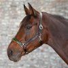 Ohlávka STAR Diamond Waldhausen (Velikost MINISHETTY, Barva yellow)