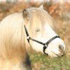 Ohlávka STAR Diamond Waldhausen (Velikost MINISHETTY, Barva yellow)