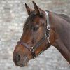 Ohlávka STAR Diamond Waldhausen (Velikost MINISHETTY, Barva yellow)