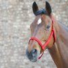 Ohlávka pastevní bez kování Waldhausen (Velikost PONY, Barva black)