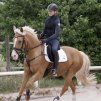 Náprsník Waldhausen Secutrust s bezpečnostními otěžemi (Velikost PONY, Barva black)