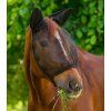 Maska proti hmyzu s ochranou uší Basic Waldhausen (Velikost PONY, Barva black (with ears))