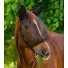 Maska proti hmyzu s ochranou uší Basic Waldhausen (Velikost PONY, Barva black (with ears))