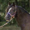 Ohlávka a vodítko pro pony, shetty a minishetty Horka Jolly
